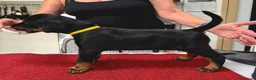 Dobermann cani in vendita: Cucciolata dobermann  ottimo pedigree  a Provincia di Mantova - Annuncio 6