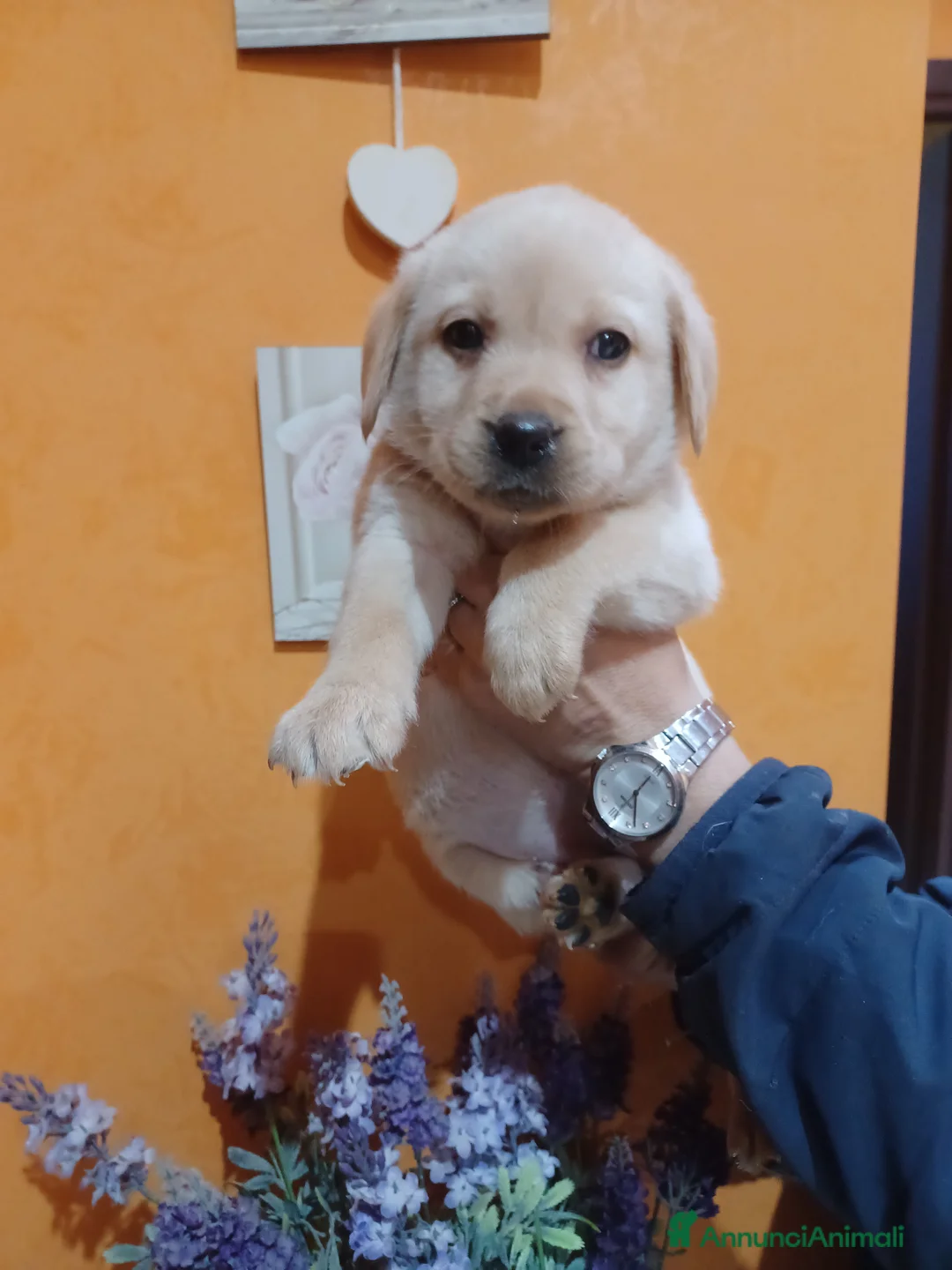 Labrador cani in vendita: Labrador femmine gialle  - Annuncio 2