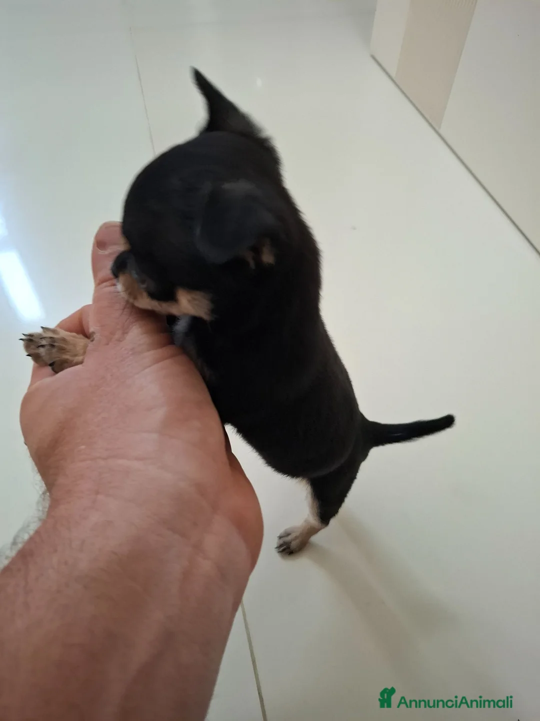 Chihuahua cani in vendita: Chihuahua femmina - Annuncio 7