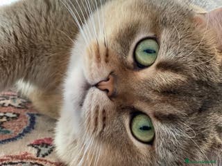 Scottish gatti Gatto Scottish Straight disponibile per monte a Provincia di Reggio Emilia - Annuncio 2