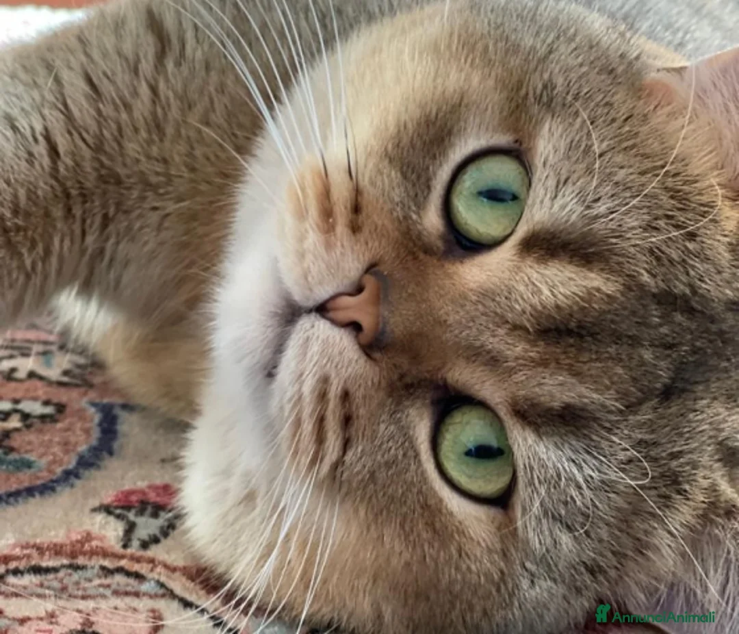 Scottish gatti per accoppiamento: Gatto Scottish Straight disponibile per monte a Provincia di Reggio Emilia - Annuncio 1