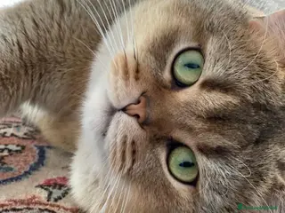 Scottish gatti Gatto Scottish Straight disponibile per monte a Provincia di Reggio Emilia - Annuncio 13