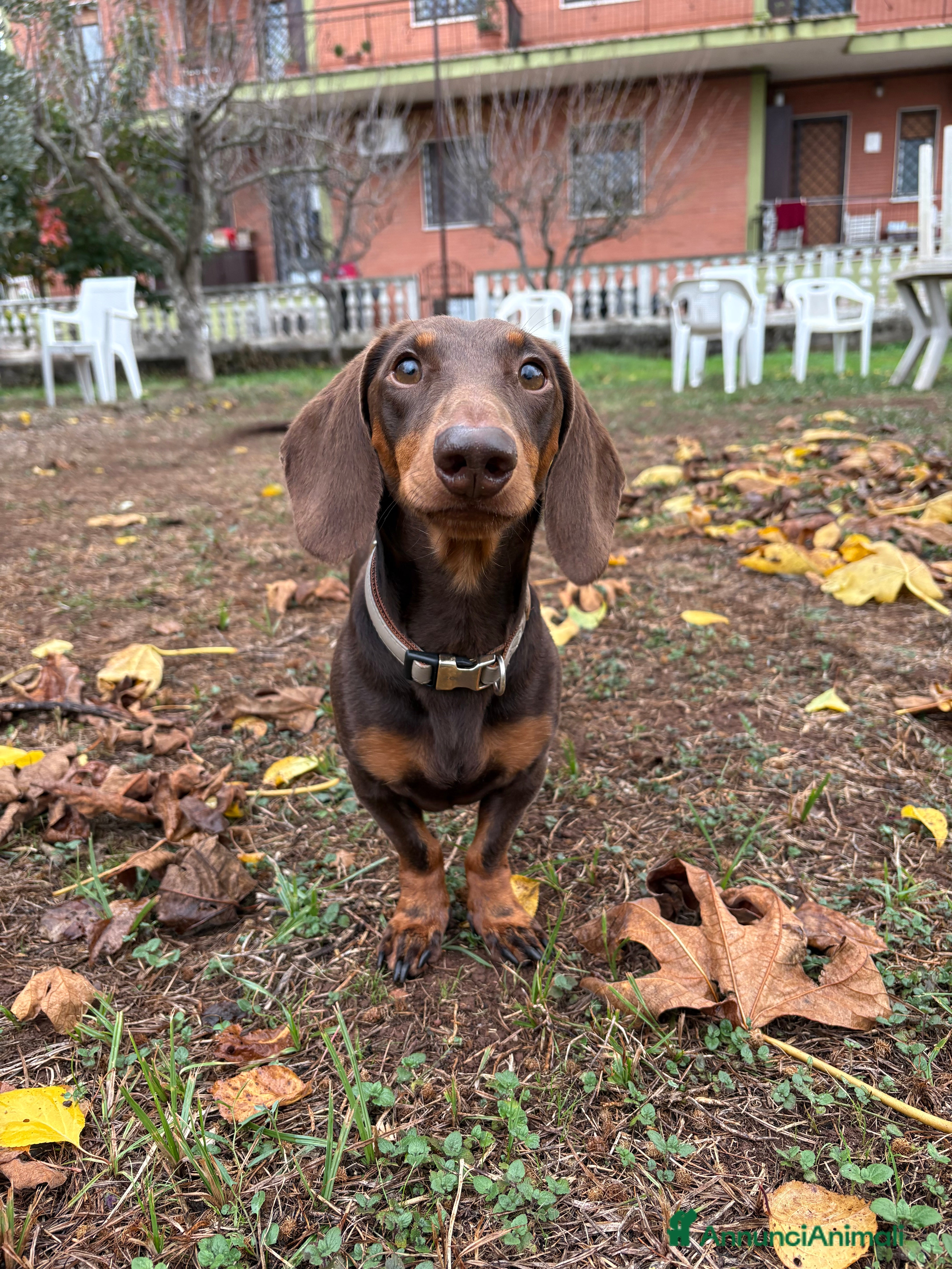 Bassotto cani Bassotto nano disponibile per accoppiamento  - Annuncio 1