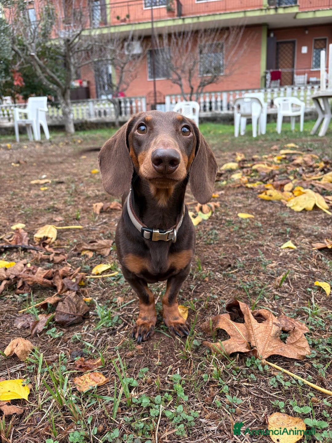 Bassotto cani per accoppiamento: Bassotto nano disponibile per accoppiamento  - Annuncio 1