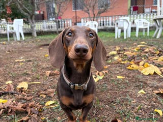 Bassotto cani Bassotto nano disponibile per accoppiamento - Annuncio 36