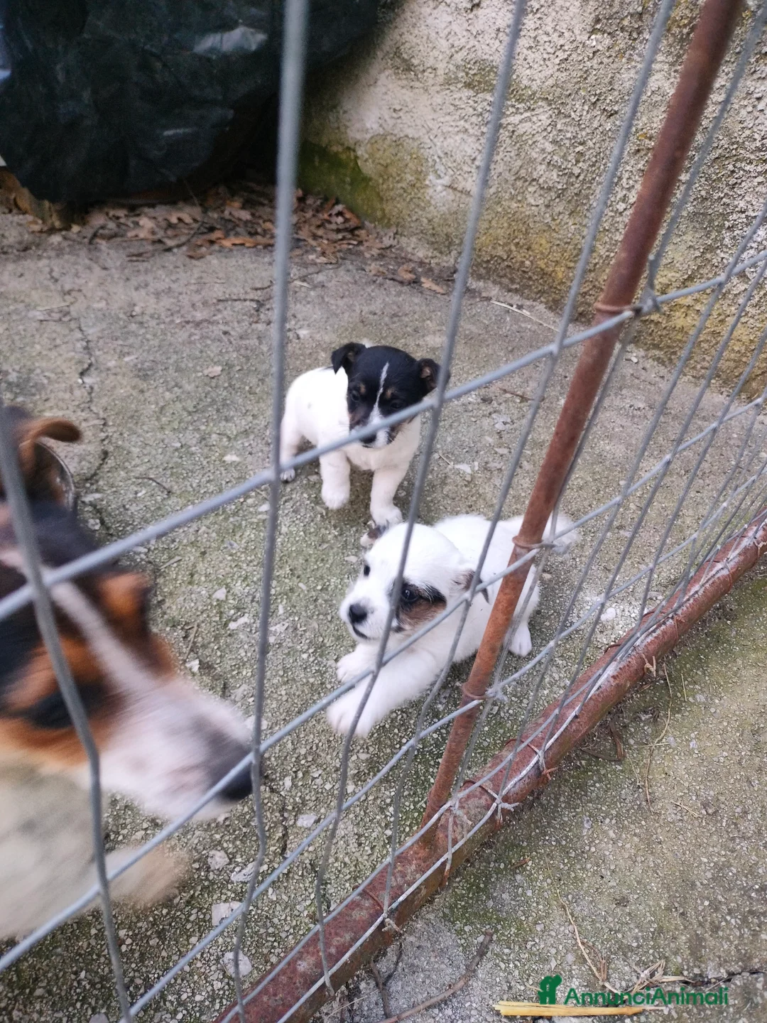 Jack Russell cani in vendita: Cuccioli di jack Russell  a Provincia di Potenza - Annuncio 1