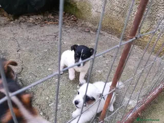 Jack Russell cani Cuccioli di jack Russell - Annuncio 1