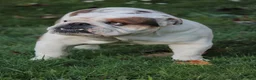 Bulldog cani in vendita: Cuccioli Bulldog Inglese - Annuncio 6