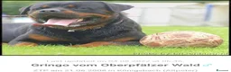 Rottweiler cani in vendita: Allevamento Rottweiler  - Annuncio 17