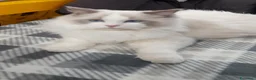 Ragdoll gatti in vendita: Ragdoll gattini - Annuncio 8