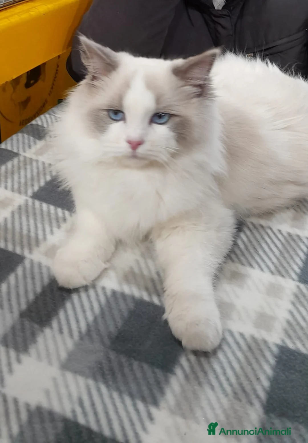 Ragdoll gatti in vendita: Ragdoll gattini - Annuncio 8