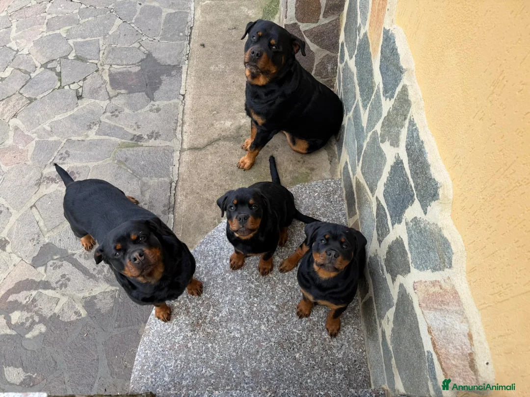 Rottweiler cani in vendita: Rottweiler - Annuncio 1