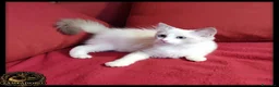Ragdoll gatti in vendita: Ragdoll femmina con pedegree  a Provincia di Cremona - Annuncio 1
