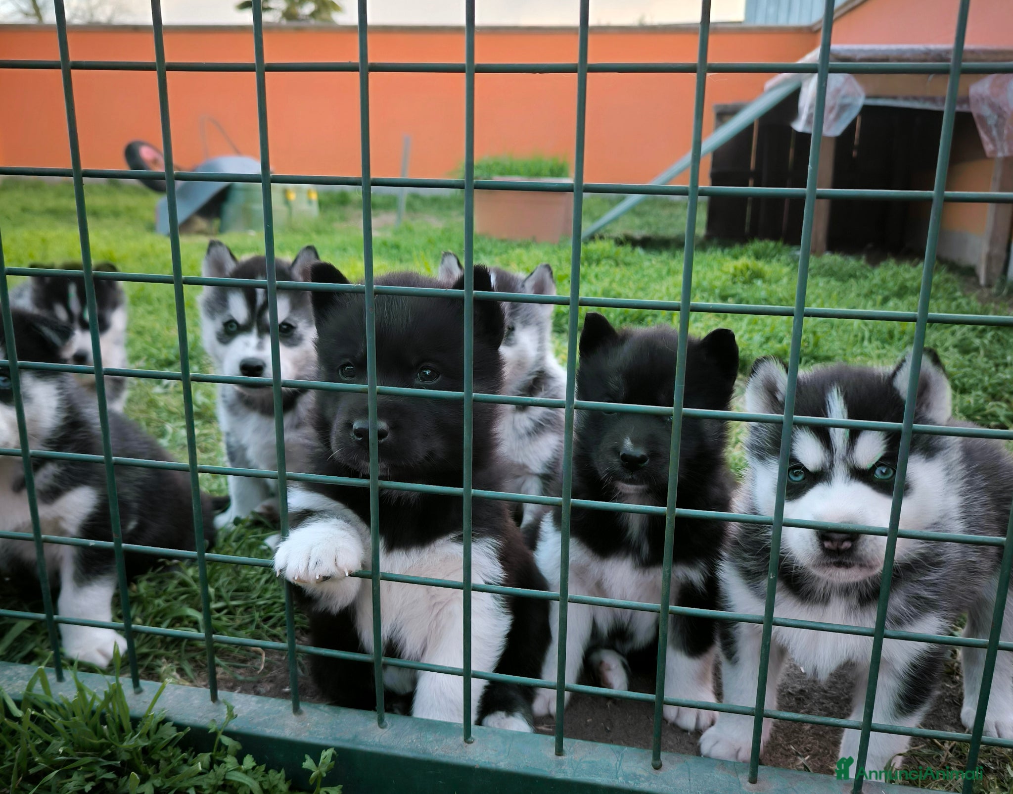 Husky cani Siberian Husky cuccioli con pedigree - Annuncio 7