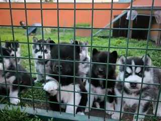 Husky cani Siberian Husky cuccioli con pedigree - Annuncio 7