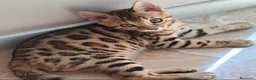 Bengala gatti in vendita: Cucciole bengala bellissime  a Città metropolitana di Roma Capitale - Annuncio 1