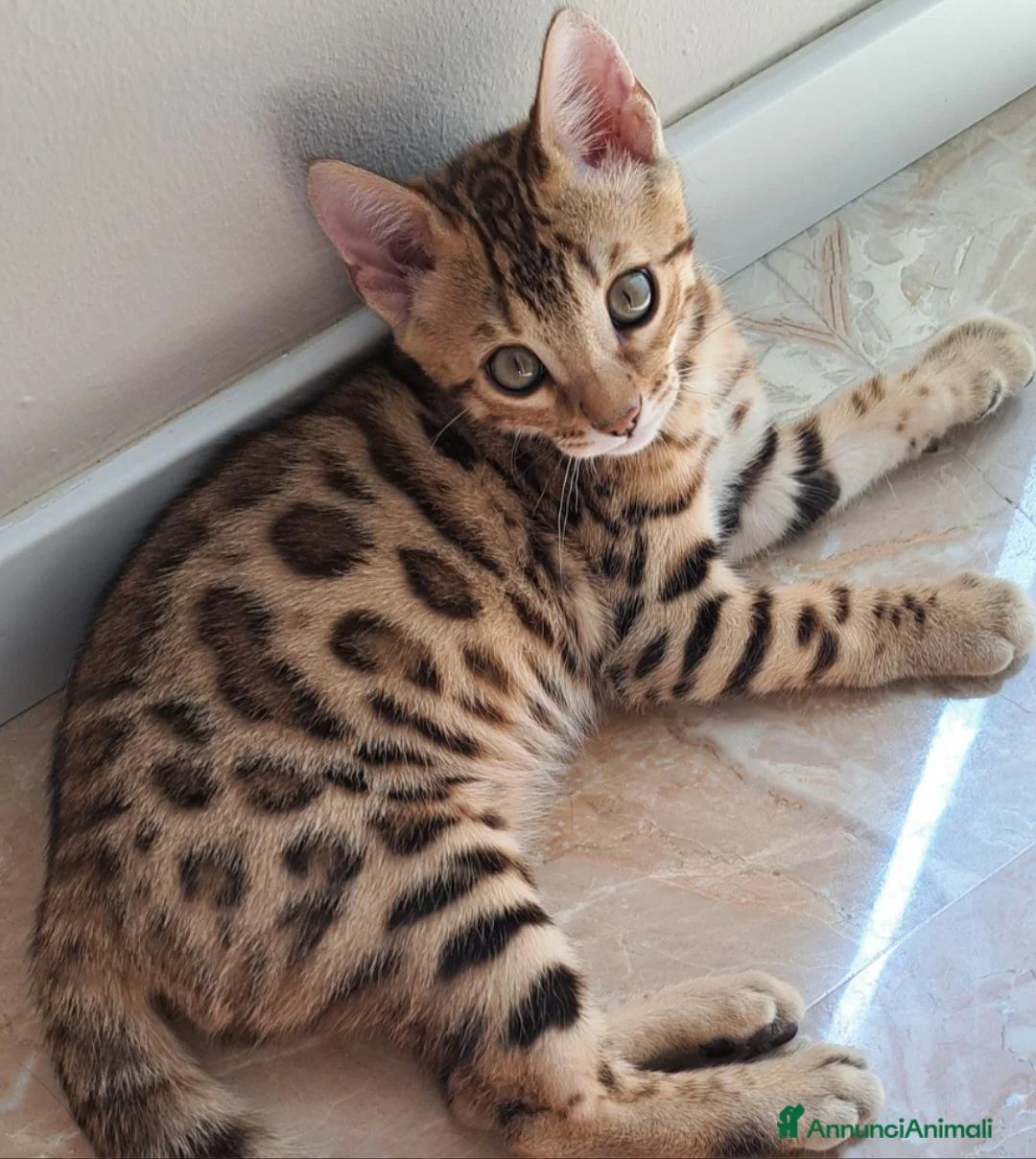 Bengala gatti in vendita: Cucciole bengala bellissime  a Città metropolitana di Roma Capitale - Annuncio 1