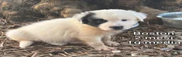 Meticcio cani in regalo: CUCCIOLI IN CERCA DI FAMIGLIE  a Provincia di Prato - Annuncio 1