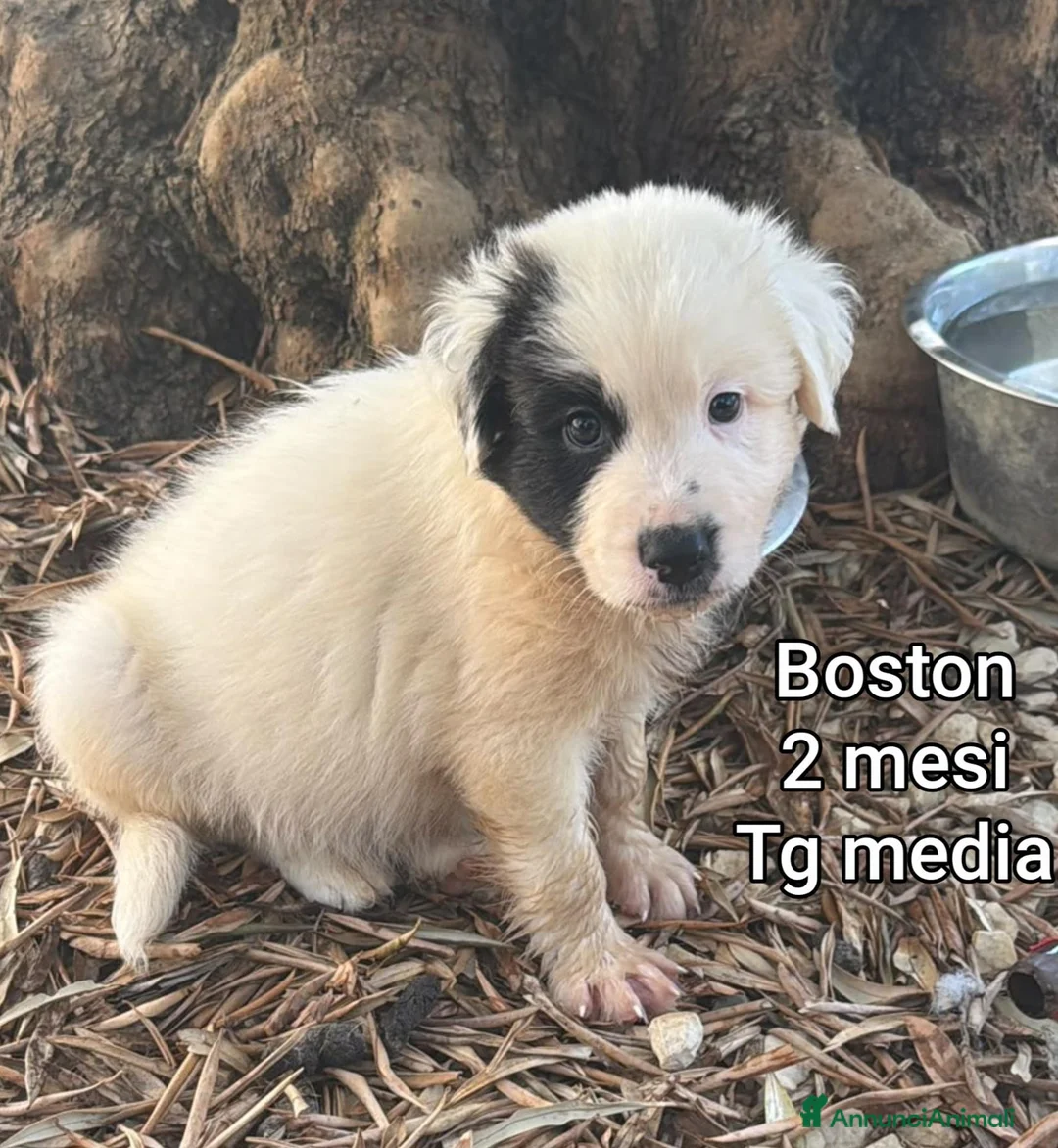 Meticcio cani in regalo: CUCCIOLI IN CERCA DI FAMIGLIE  a Provincia di Prato - Annuncio 1