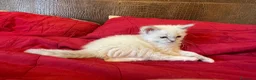 Ragdoll gatti in vendita: Ragdoll maschio - Annuncio 6