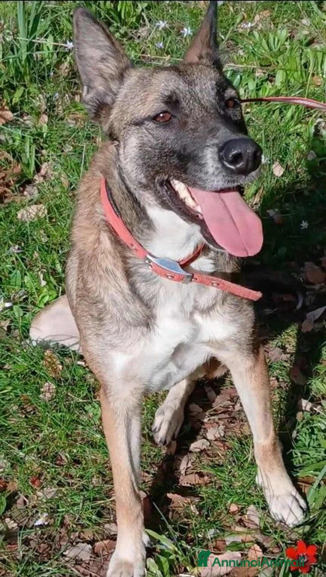 Meticcio cani in regalo: Kira, energica e dolce simil Malinois - Annuncio 2