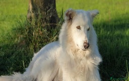 Pastore Maremmano cani in regalo: RINO, batuffolo tutto pelo e dolcezza - Immagine 14