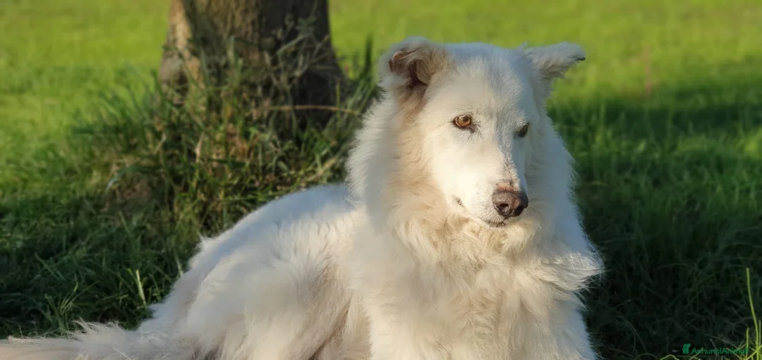Pastore Maremmano cani in regalo: RINO, batuffolo tutto pelo e dolcezza - Annuncio 14