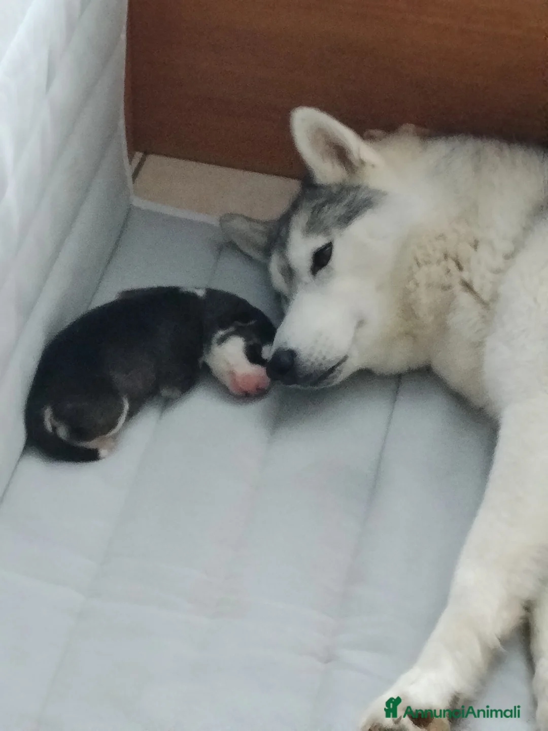 Husky cani in vendita: Bellissimi cuccioli di siberian husky  - Annuncio 2