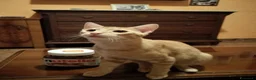 Meticcio gatti in regalo: 6 mesi, sano, ok cani e gatti  - Annuncio 3