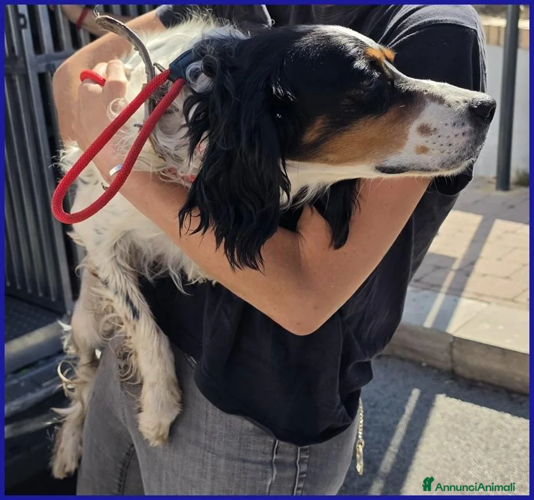 Setter Inglese cani in regalo: TEOBALDO, SIMIL SETTER 4 ANNI, UN SIGNORE DI ALTRI - Annuncio 6