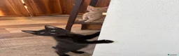 Meticcio gatti in vendita: Maschetto nero mix MaineCoon  a Città Metropolitana di Torino - Annuncio 2