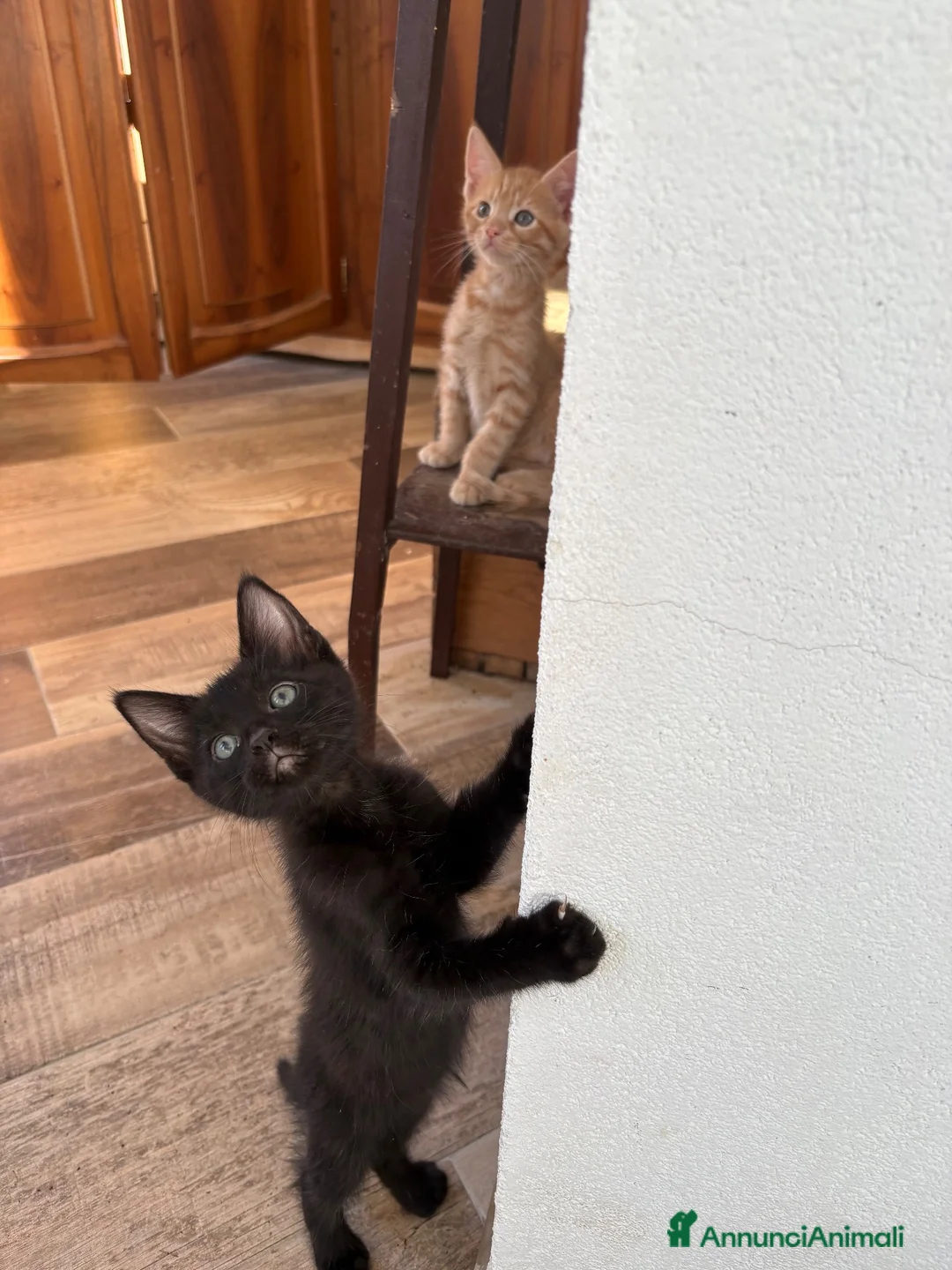 Meticcio gatti in vendita: Maschetto nero mix MaineCoon  a Città Metropolitana di Torino - Annuncio 2