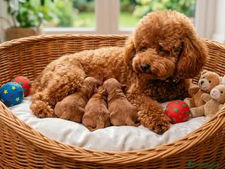 Barboncino cani Barboncini nani con pedigree ENCI - Annuncio 2