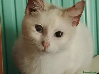 Europeo gatti GATTINI ABBANDONATI: URGENTE - Annuncio 9