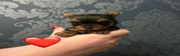Yorkshire cani in vendita: Cuccioli di Yorkshire Terrier - Annuncio 2