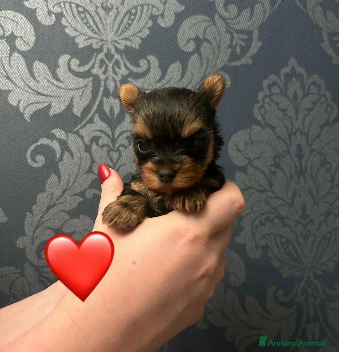 Yorkshire cani in vendita: Cuccioli di Yorkshire Terrier - Annuncio 2