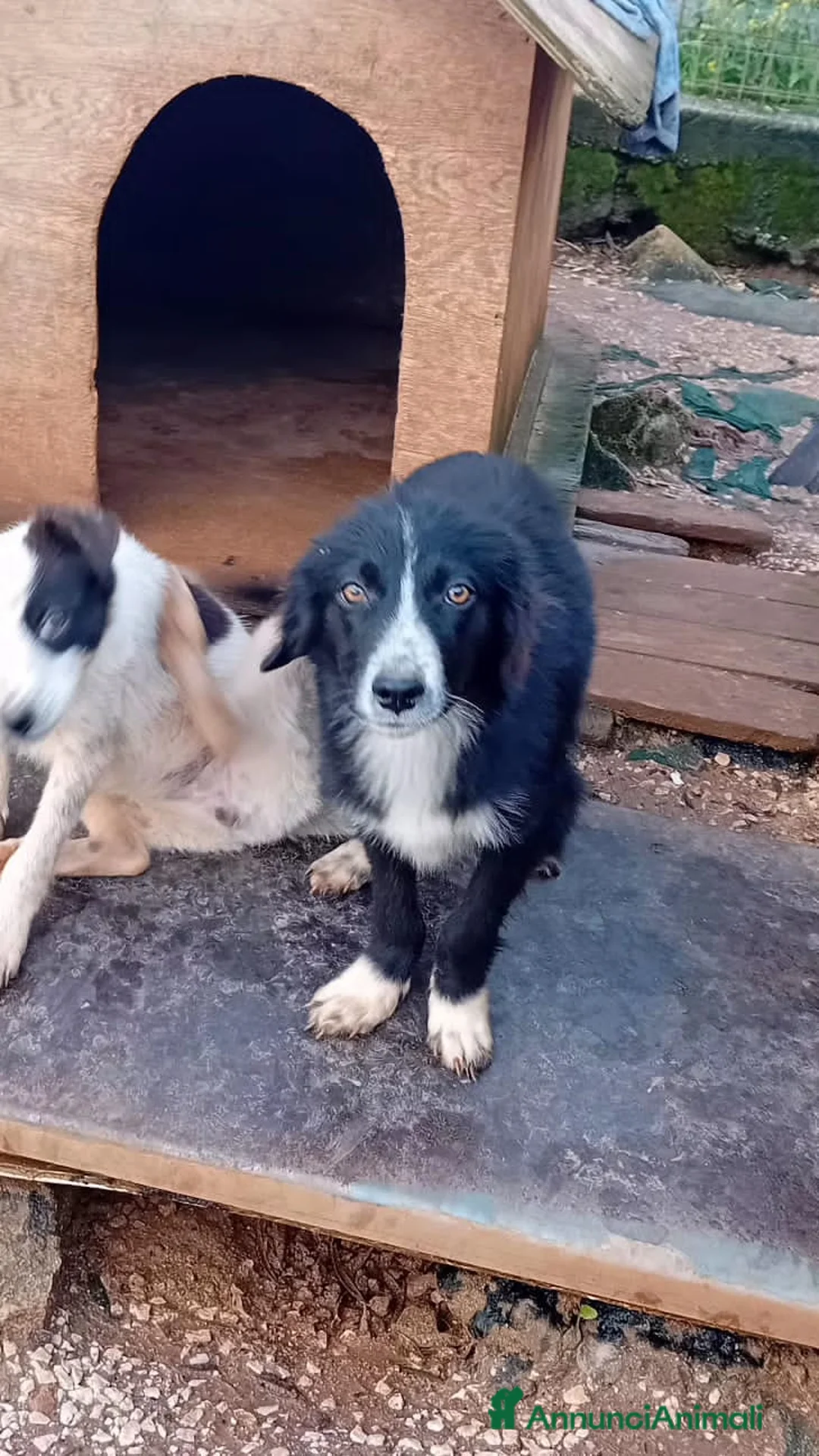 Altre razze cani in regalo: FANNÍ, FEBO E FUSILLA - Annuncio 2