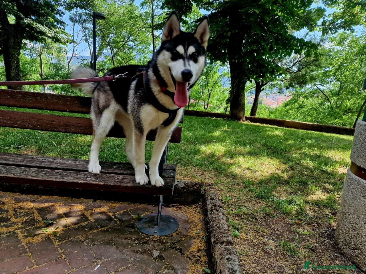 Husky cani Husky dolce aspetta dolce famiglia  - Annuncio 1