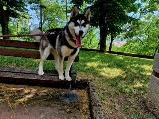 Husky cani Husky dolce aspetta dolce famiglia - Annuncio 4