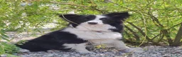 Border Collie cani in vendita: Border Colli con pedigree vendiamo - Annuncio 14