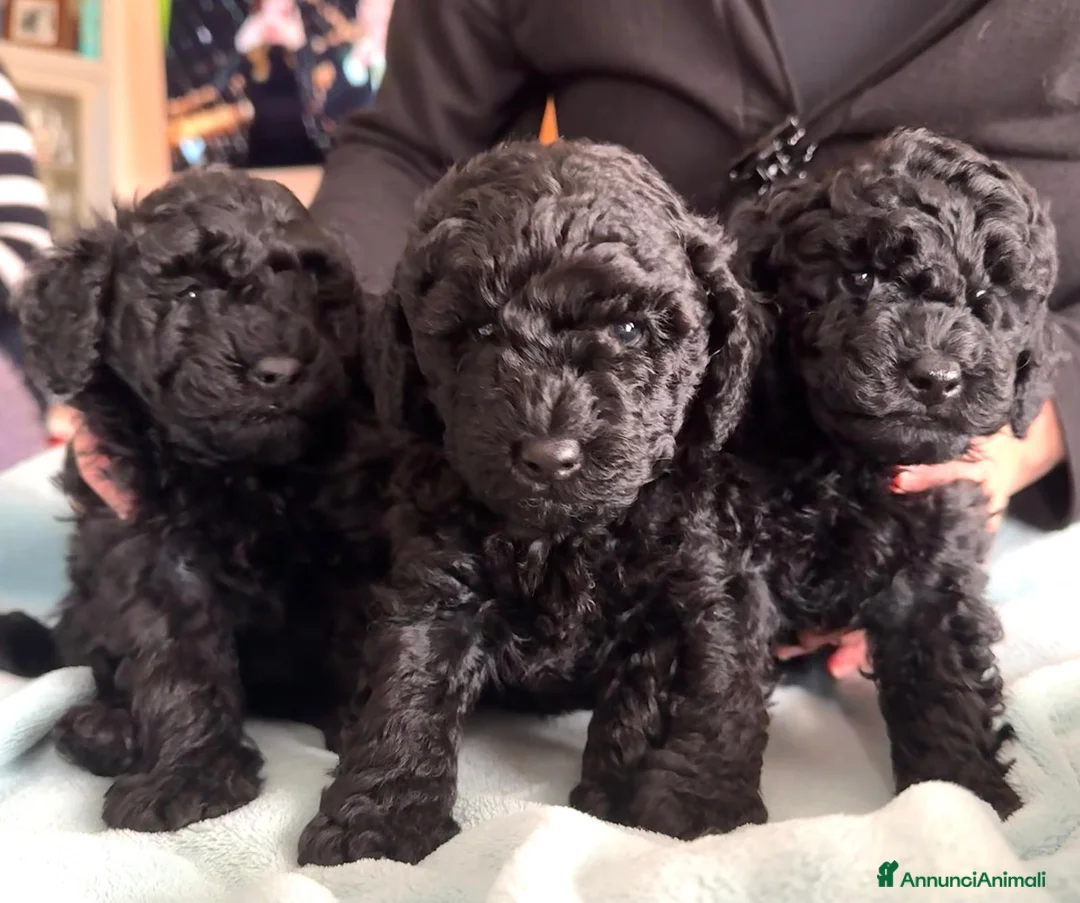 Meticcio cani in vendita: Barboncini neri - Annuncio 2