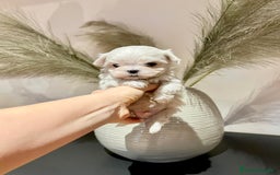 Maltese cani in vendita: Cuccioli MALTESI alta genealogia  a Città metropolitana di Roma Capitale - Immagine 1