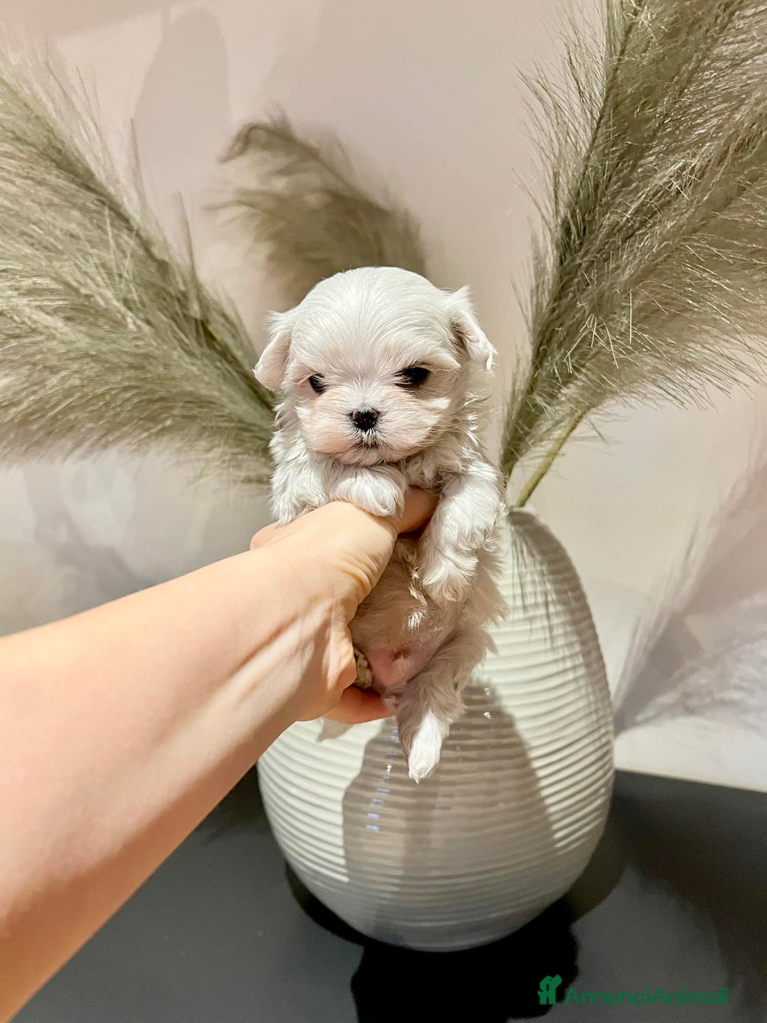 Maltese cani in vendita: Cuccioli MALTESI alta genealogia  a Città metropolitana di Roma Capitale - Immagine 1