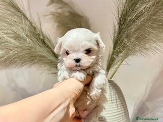 Maltese cani Cuccioli MALTESI alta genealogia a Città metropolitana di Roma Capitale - Annuncio 37