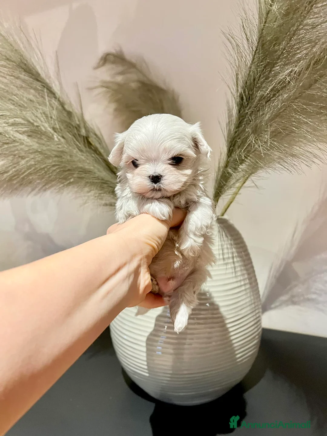 Maltese cani in vendita: Cuccioli MALTESI alta genealogia  a Città metropolitana di Roma Capitale - Annuncio 1