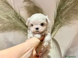 Maltese cani Cuccioli MALTESI alta genealogia a Città metropolitana di Roma Capitale - Annuncio 26