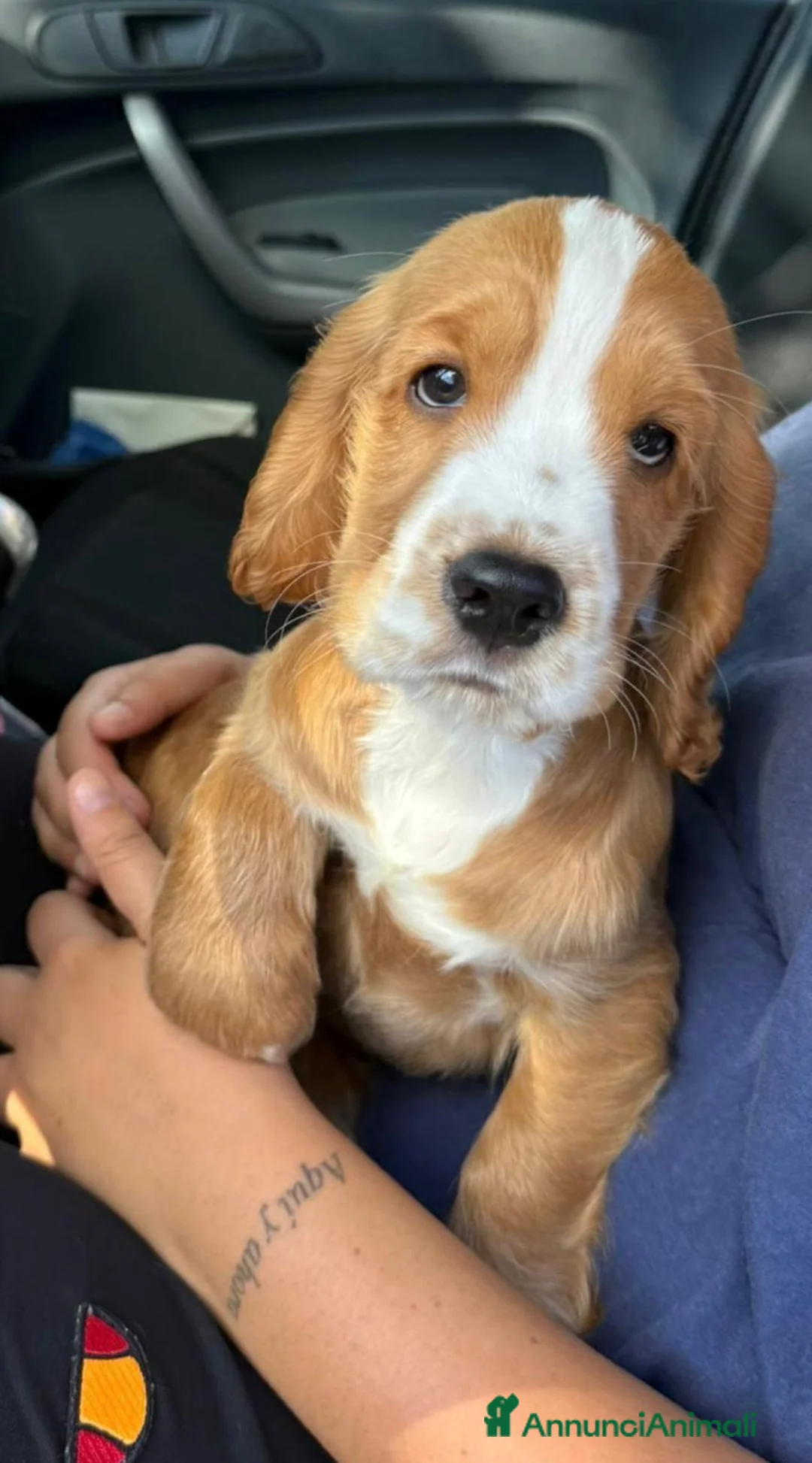 Cocker cani in vendita: VENDO CUCCIOLO COCKER SPANIEL INGLESE - Annuncio 2