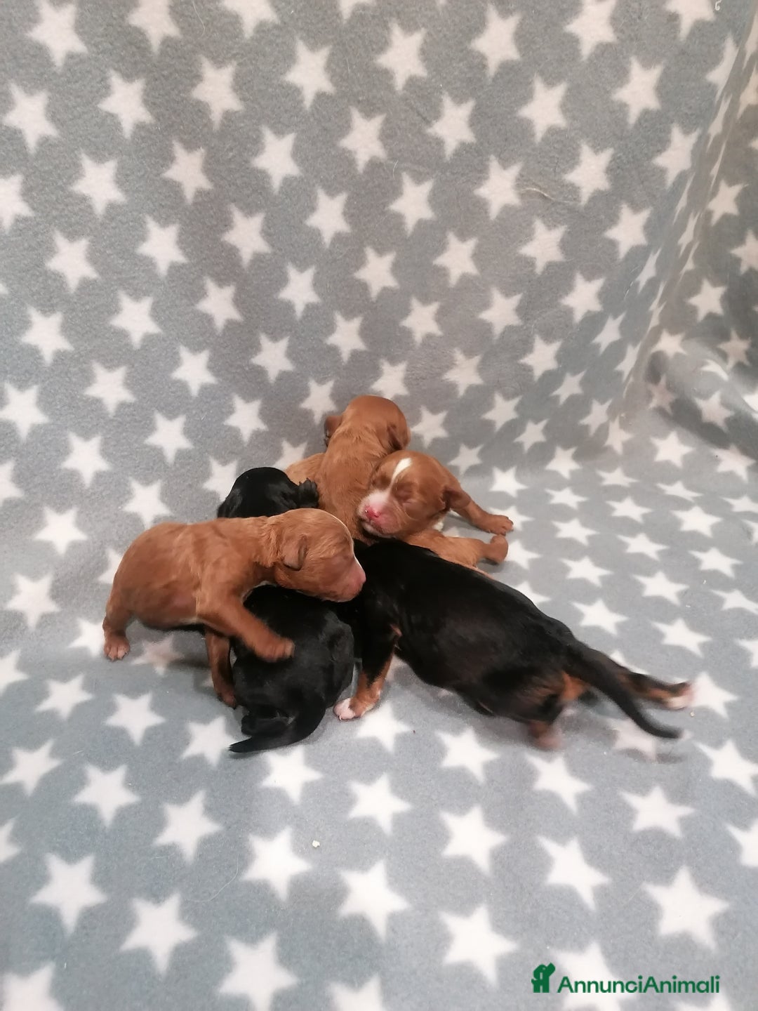 Meticcio cani in vendita: Cavapoo cuccioli - Annuncio 12