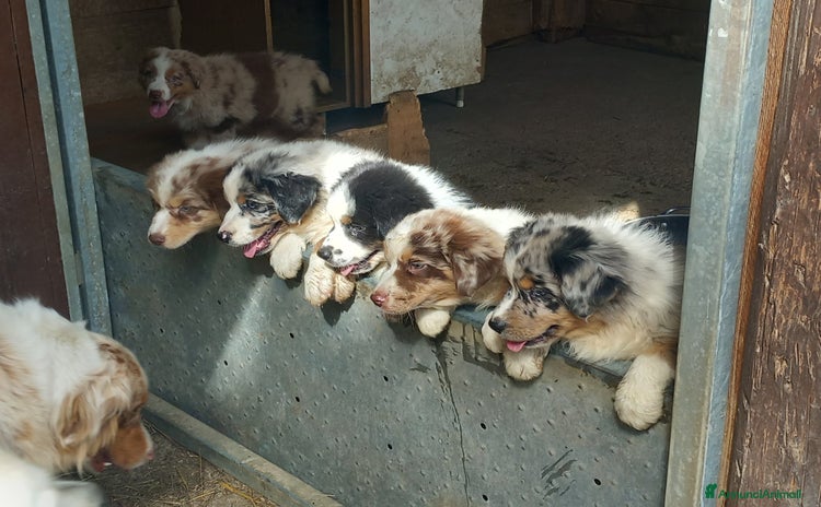 Australian Shepherd cani a Provincia di Parma - Annuncio 2