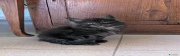 Maine Coon gatti in vendita: Cuccioli di Maine Coon alta qualità  - Annuncio 8